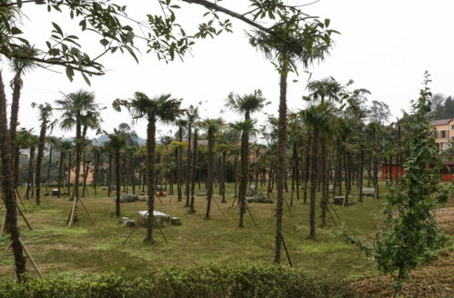 莫負春日好時光,沙坪壩精品賞花采摘線路推薦給您