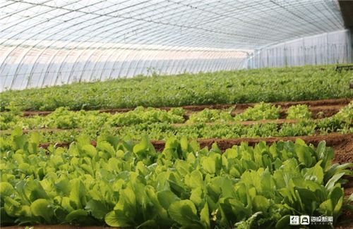 中秋回家 帶上這些福山農產品倍兒有面